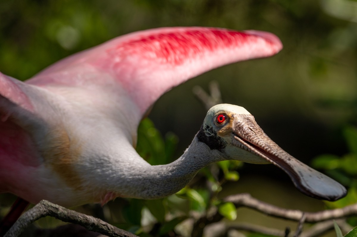 large pink spoonbill bird facing the camera