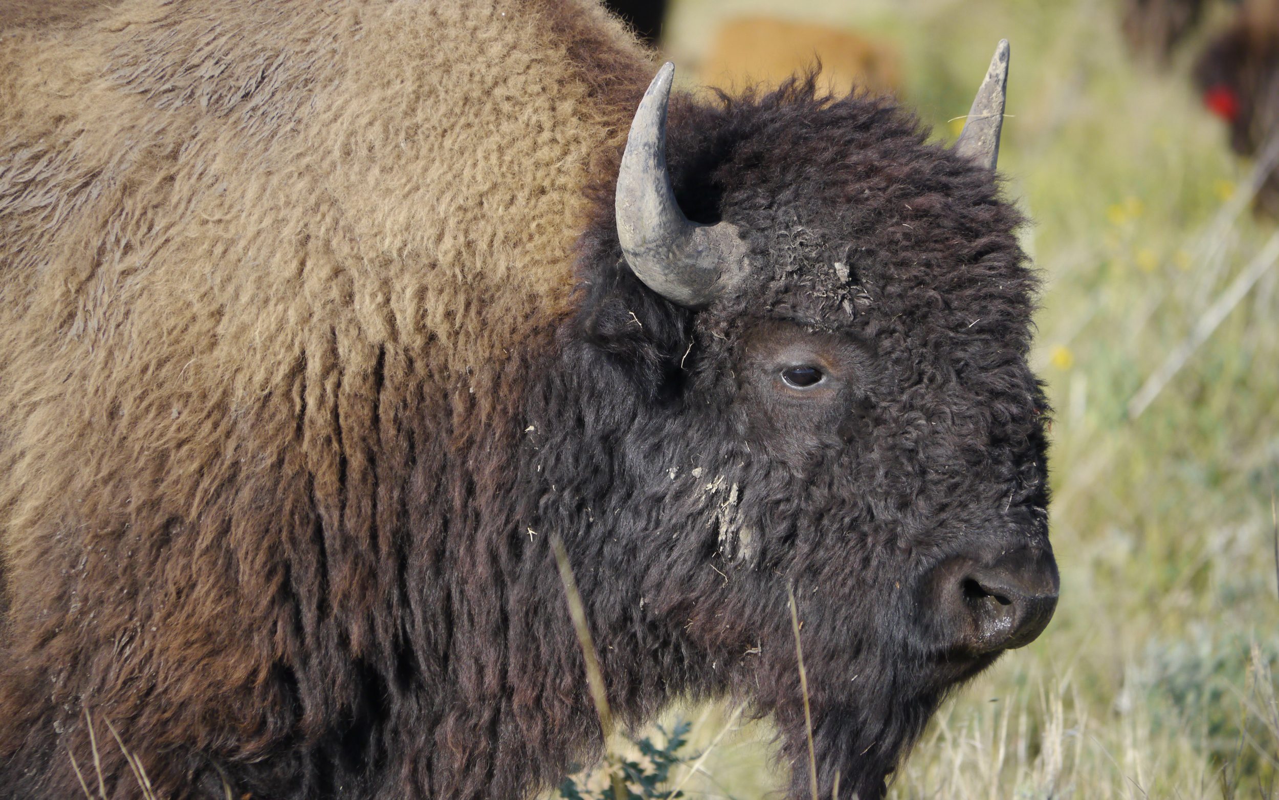 Bison. Photo © Matt Miller/TNC