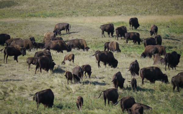 Student researchers observed less fighting in the Ordway bison herd this year. Was that due to a lack of the oldest bulls? Photo: Matt Miller/TNC