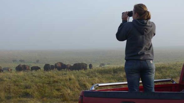 Bison are extensively studied at Nature Conservancy preserves -- providing vital information for other reintroductions. Photo: Matt Miller/TNC