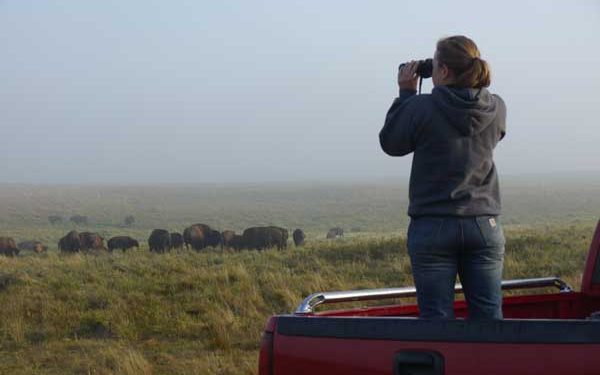 An incredible research program: students from Gustavus Adolphus College and a seasonal crew spend their summer amongst the bison. The data they collect contributes to animal behavior research and the conservation of the species. Photo: Matt Miller/TNC