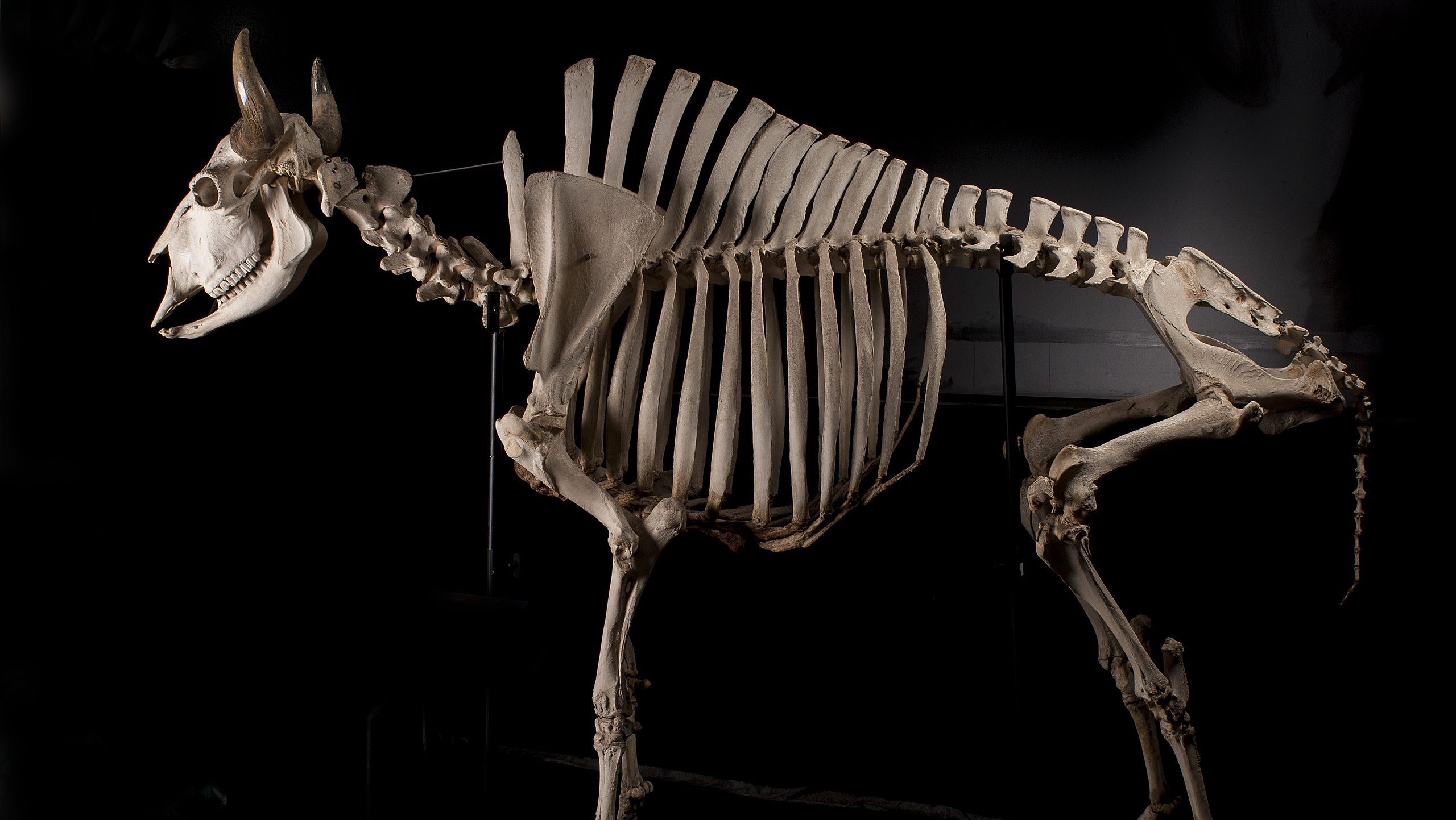 skeleton of a bison against a black background
