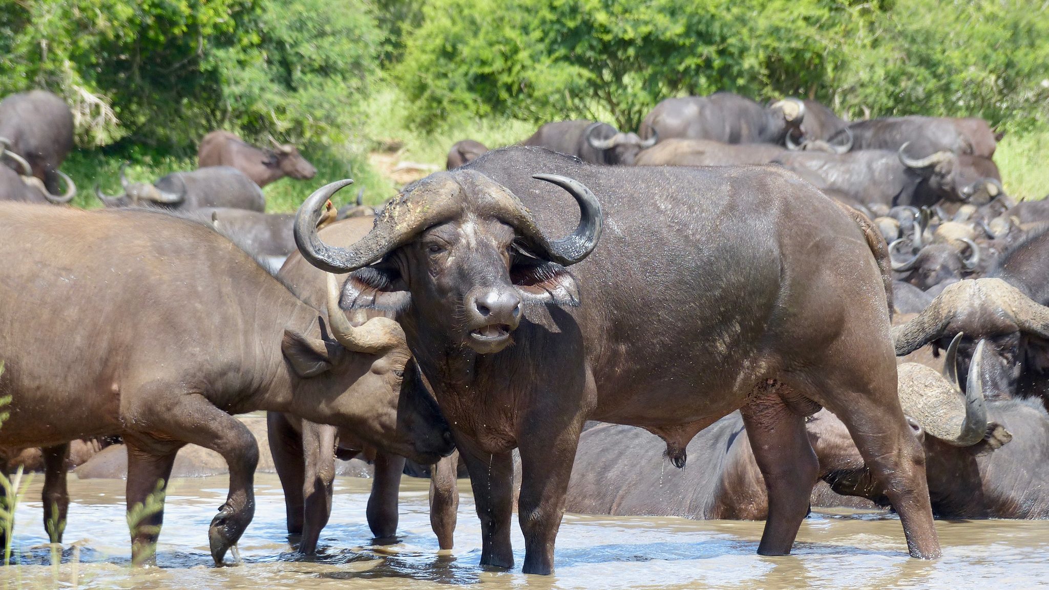 Herd of African buffalo standing in a waterhole