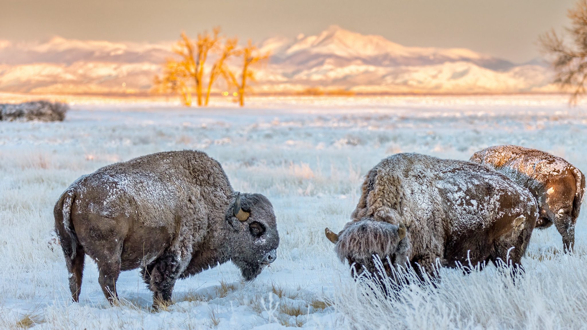 bison grazing in the snow with mountains in the distance