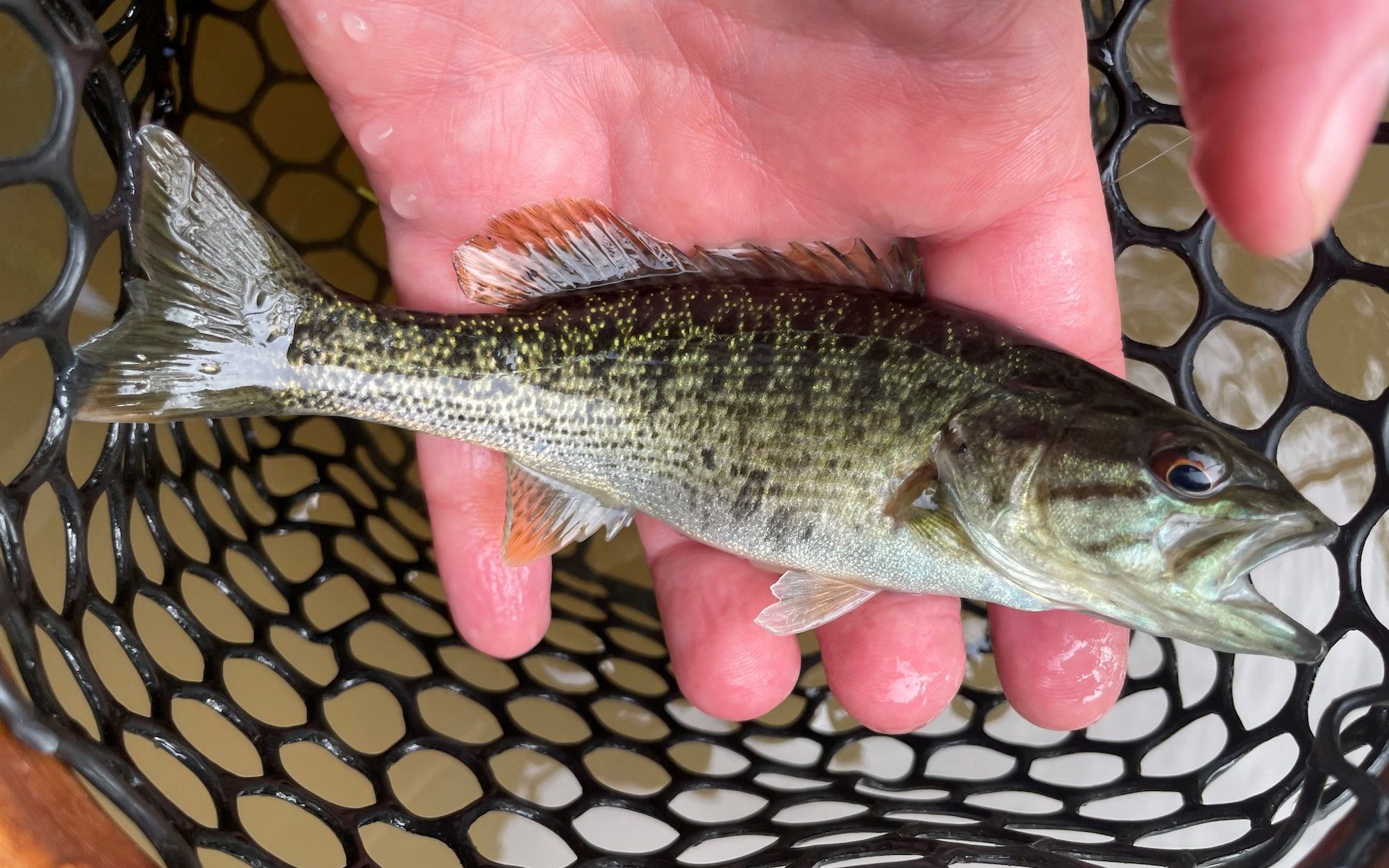 50 Fish, 50 States: Bartram’s Bass - Cool Green Science