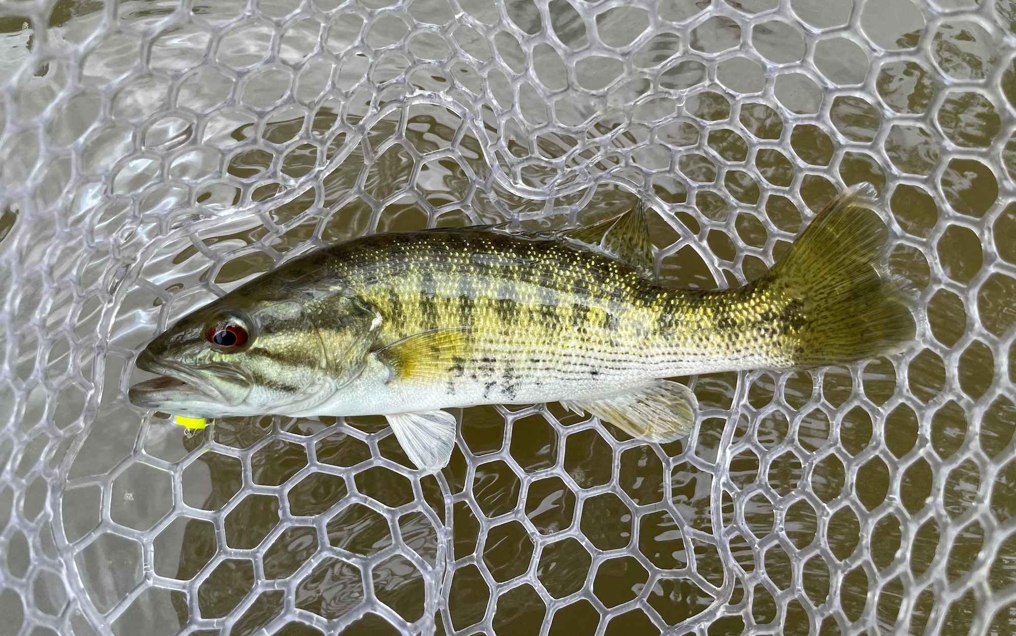 50 Fish, 50 States: Bartram’s Bass - Cool Green Science