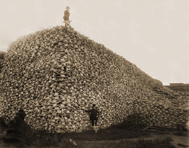Historic photo of a tower of bison skulls with a man standing on top