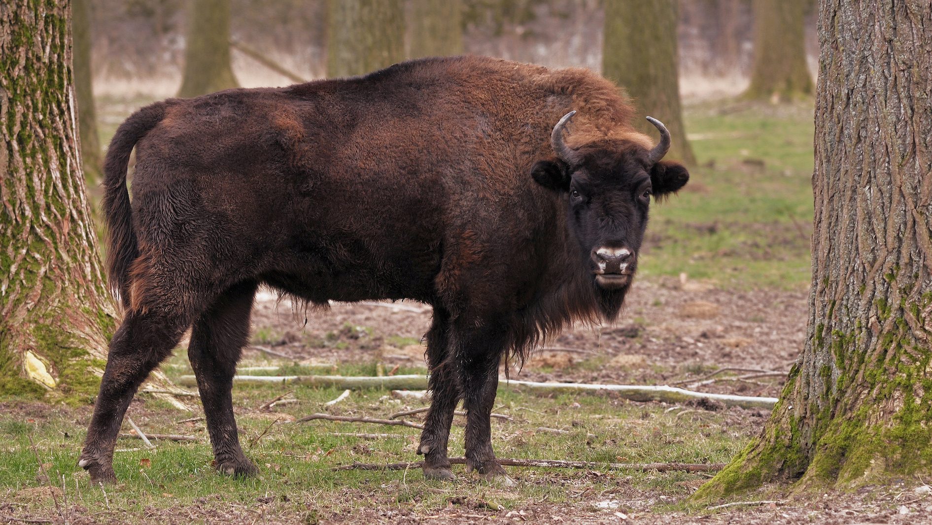 large European bison standing in a forest looking at the camera