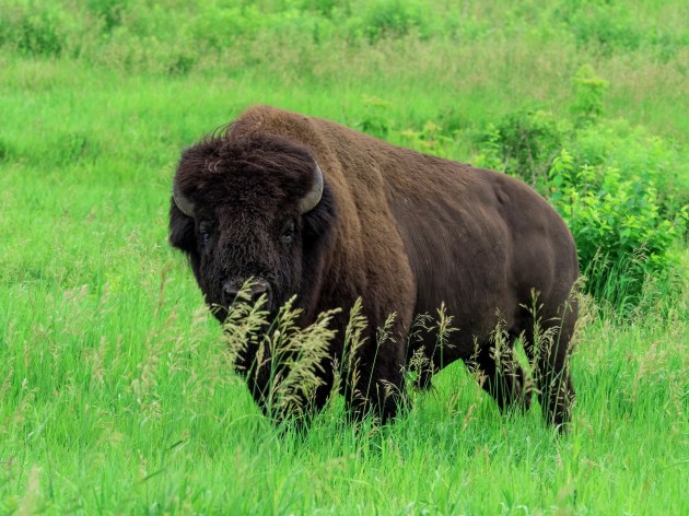 Large bison bull standing in green grass
