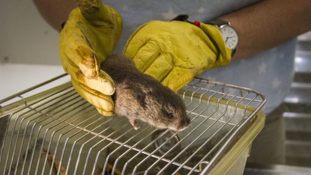 The Amargosa Vole is the World’s Cutest Litmus Test