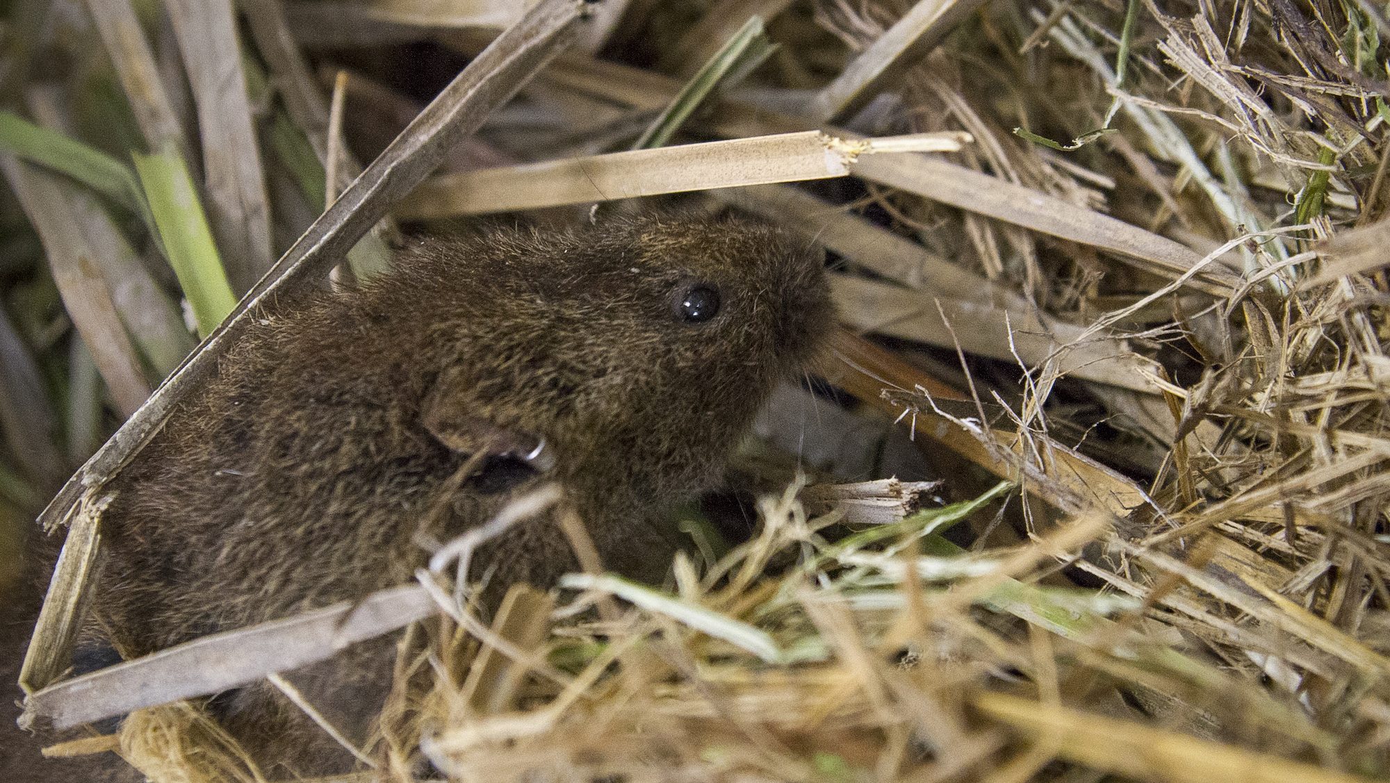 vole amid rushes