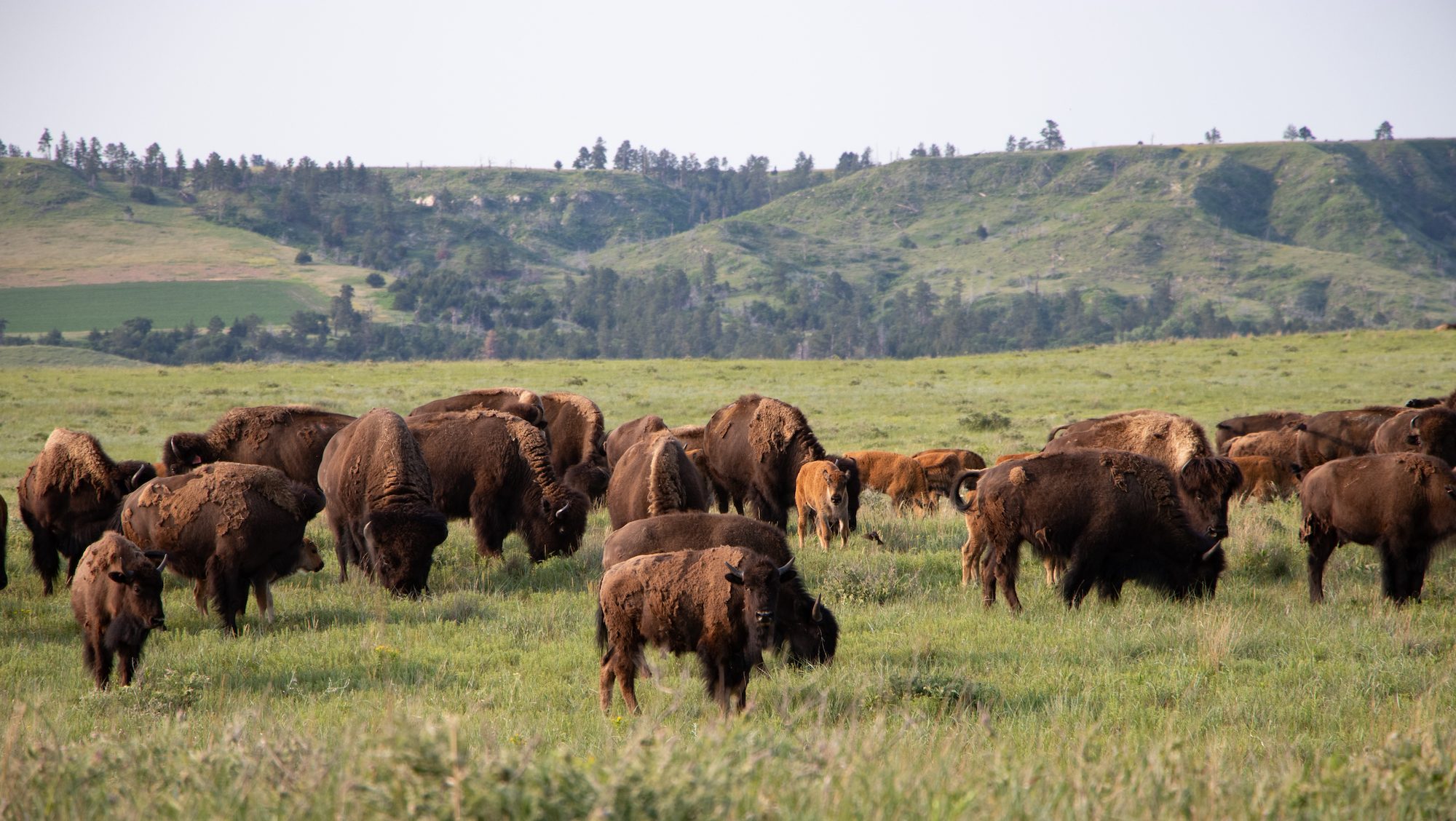 Herd of bison in the grass