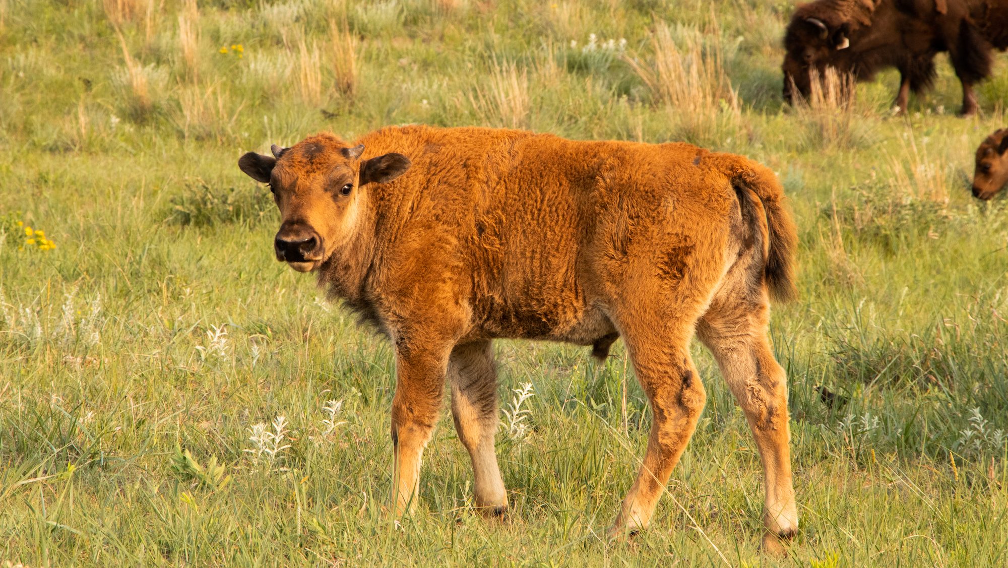 baby bison standing in the grass