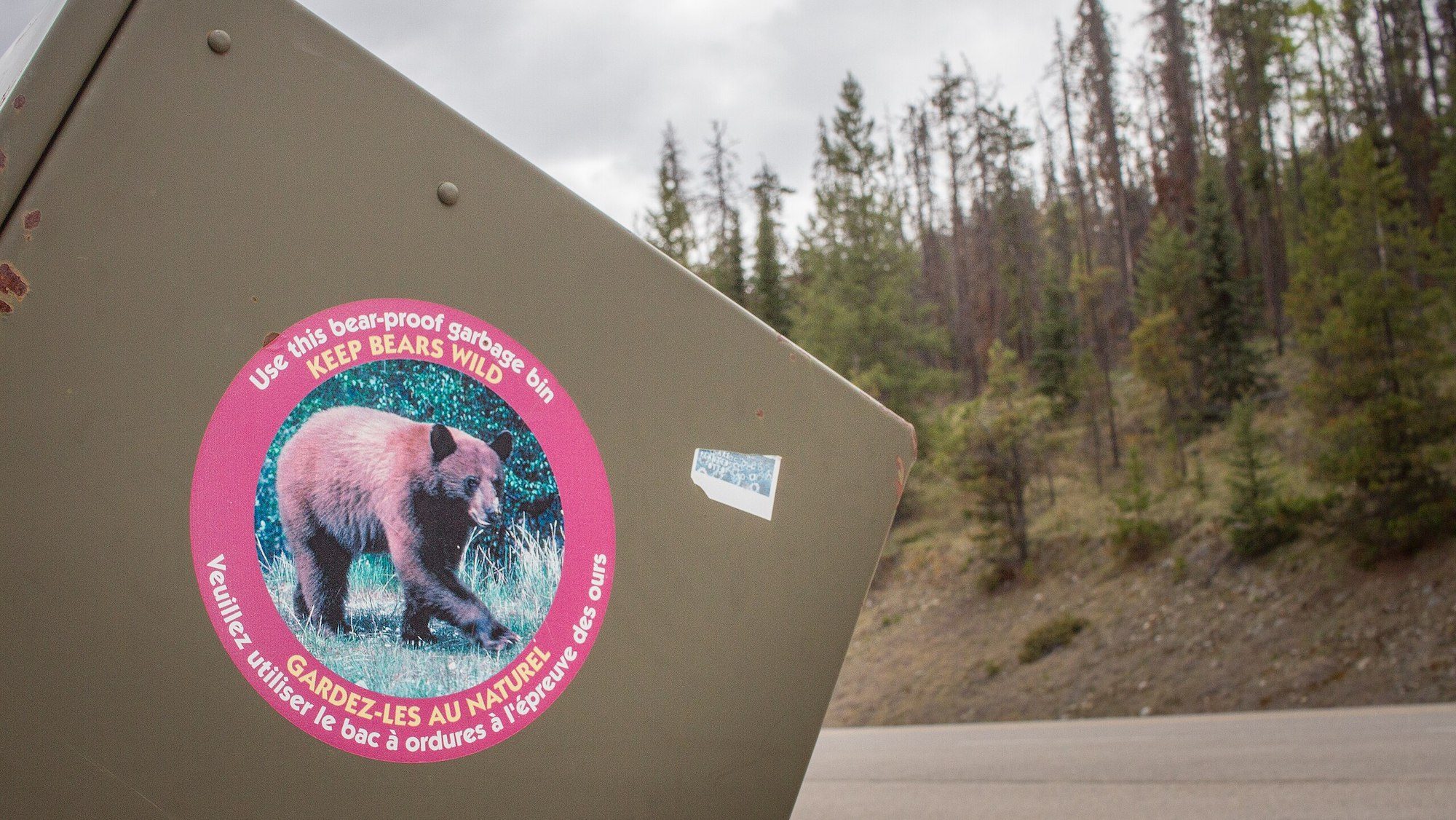 Bear With Us: How to Keep Yourself (And Grizzlies) Safe