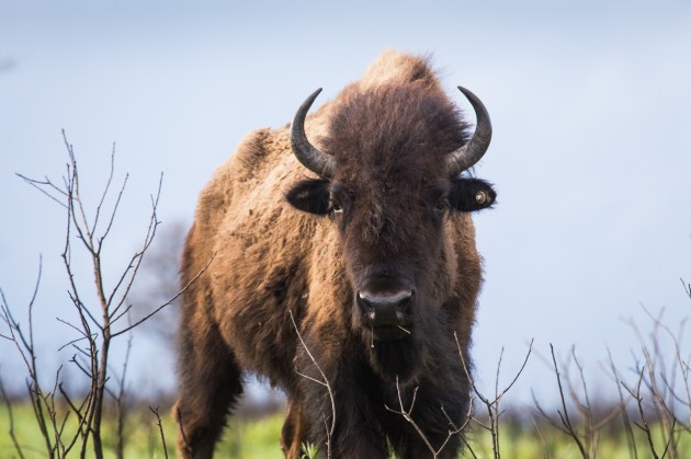 Female cow bison staring at the camera