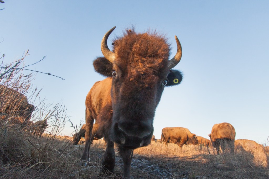 Bison nose-to-nose with the camera