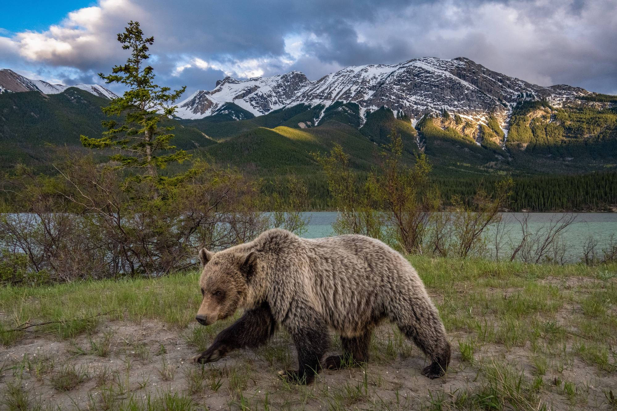 Bear With Us: How to Keep Yourself (And Grizzlies) Safe