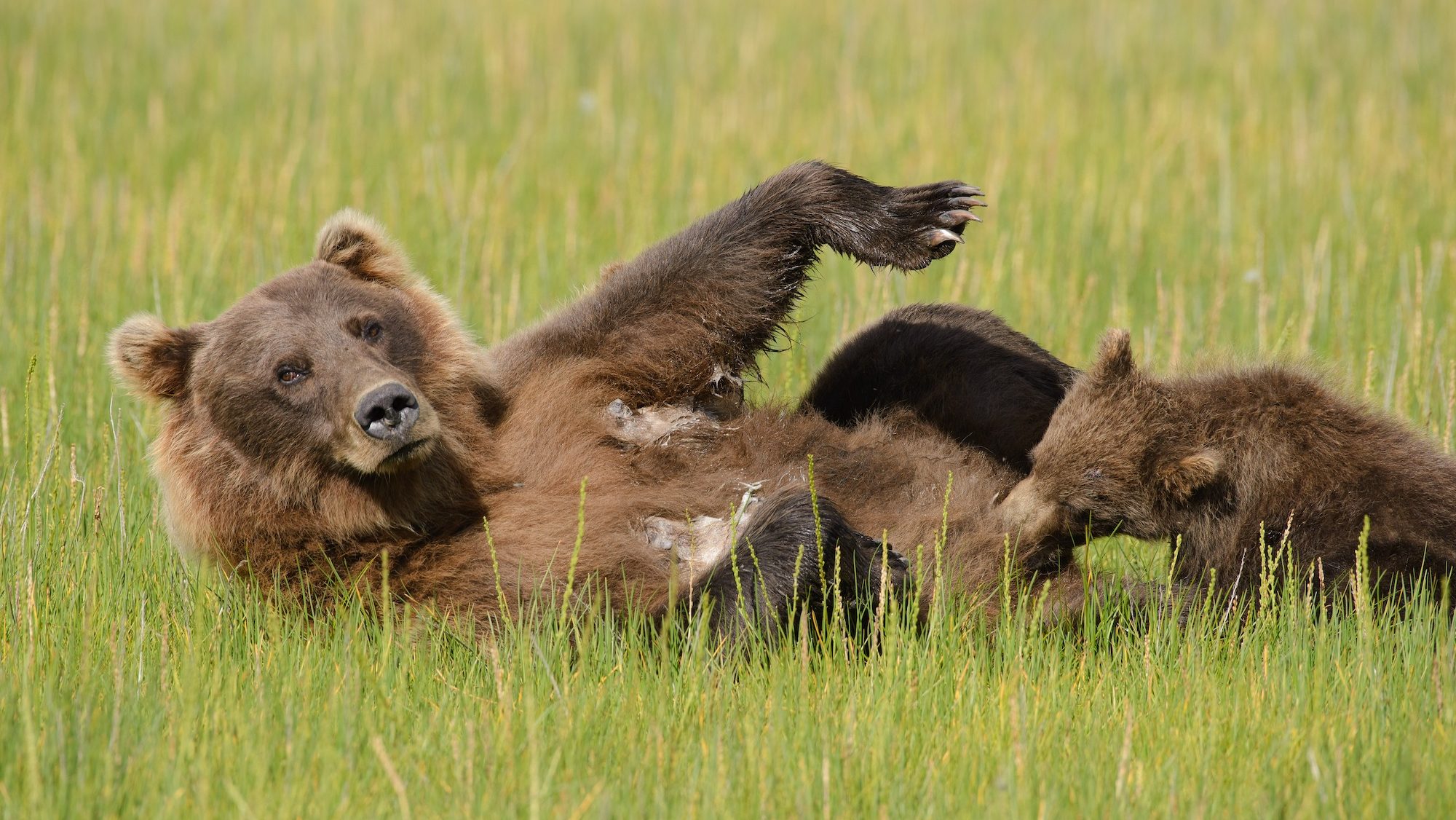 female bear on her back with her cub nursing on her belly