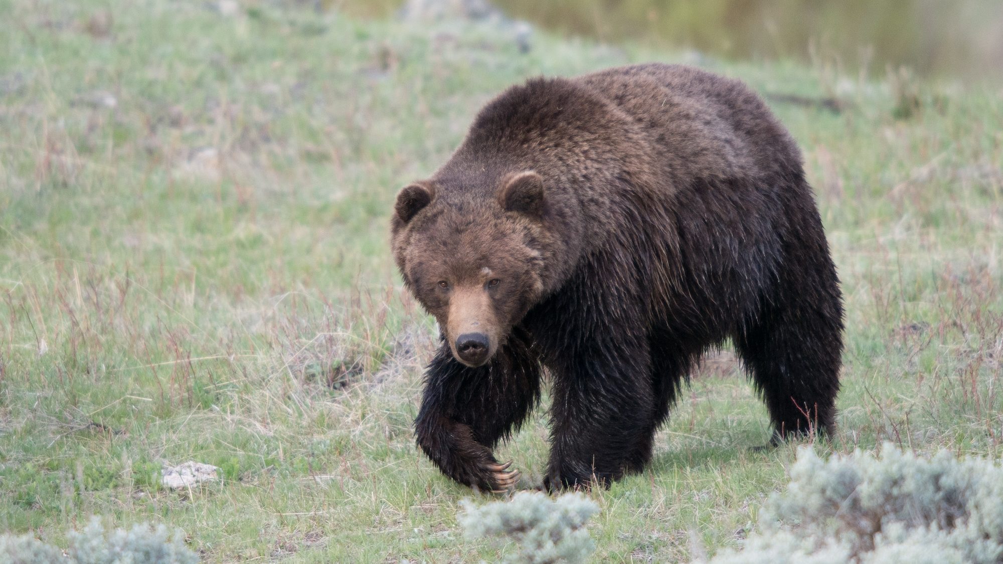 bear walking across grassy area