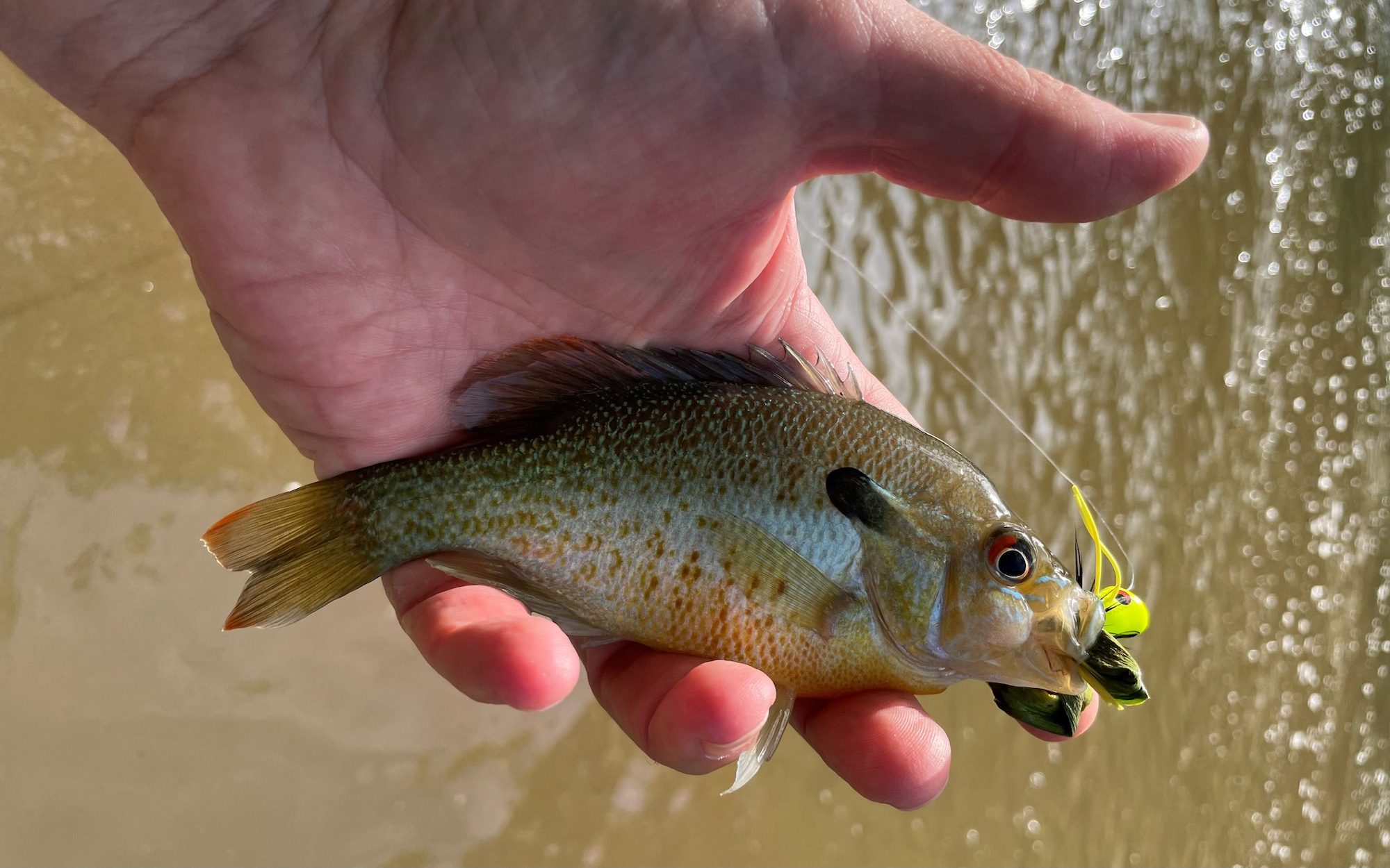 Small Lures Can Land a Big Catch - Carolina Country