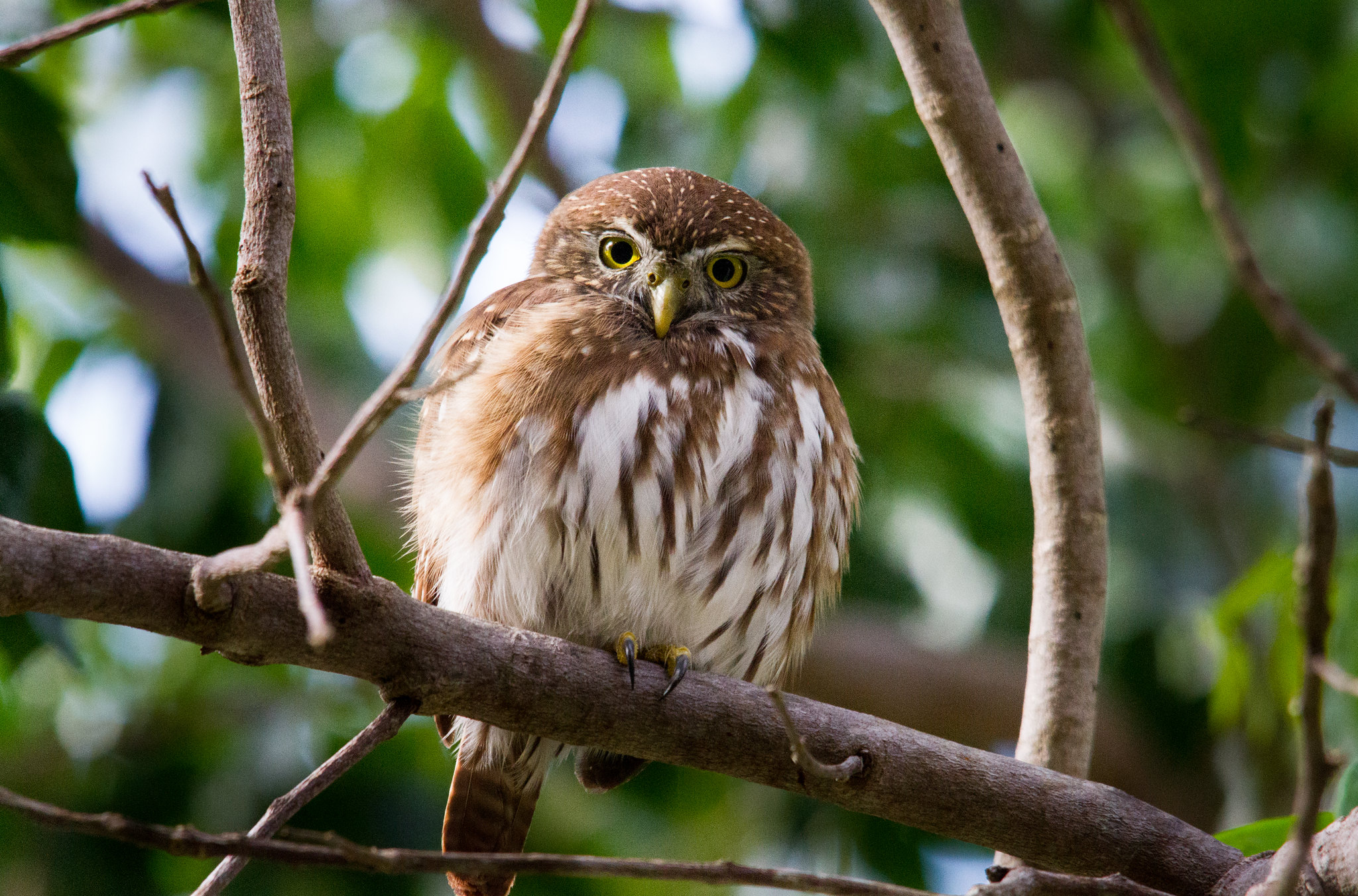 climate-change-might-be-literally-changing-birds
