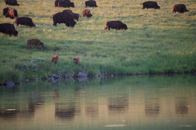 Quick and Dirty Guide to Bison as Keystone Species