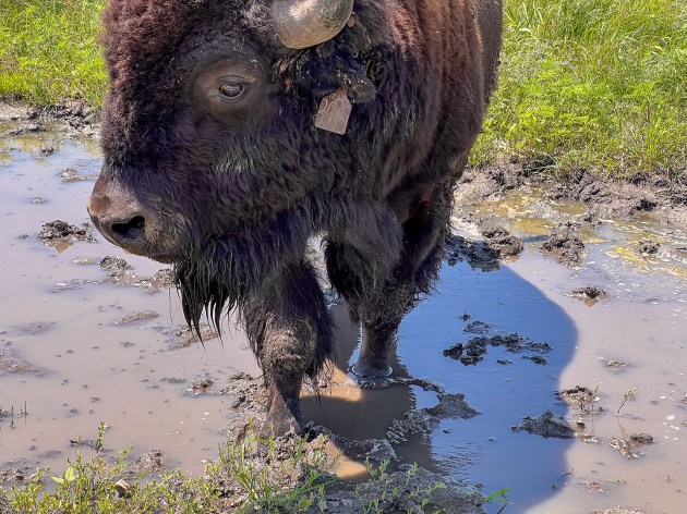 Quick and Dirty Guide to Bison as Keystone Species