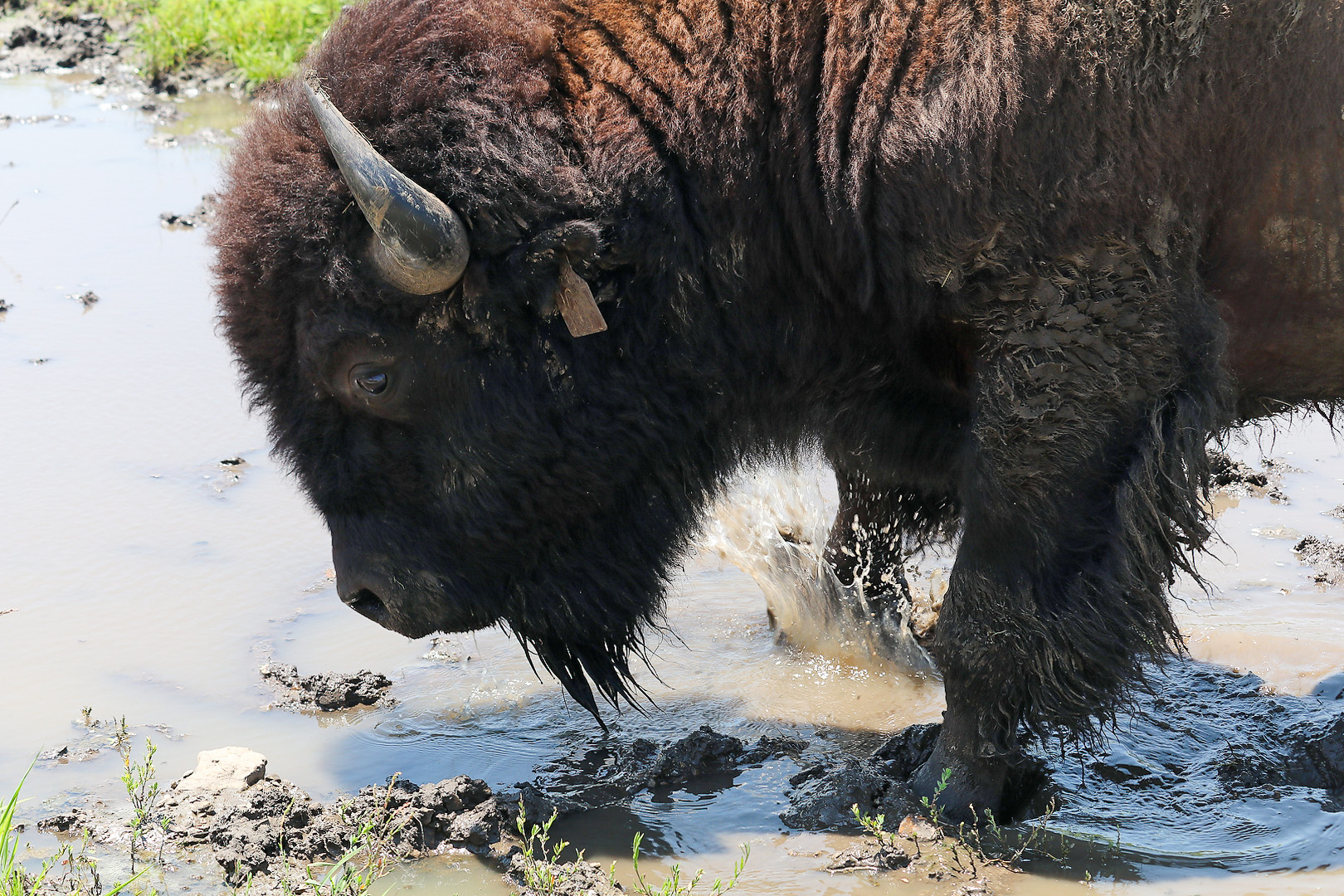 Quick and Dirty Guide to Bison as Keystone Species