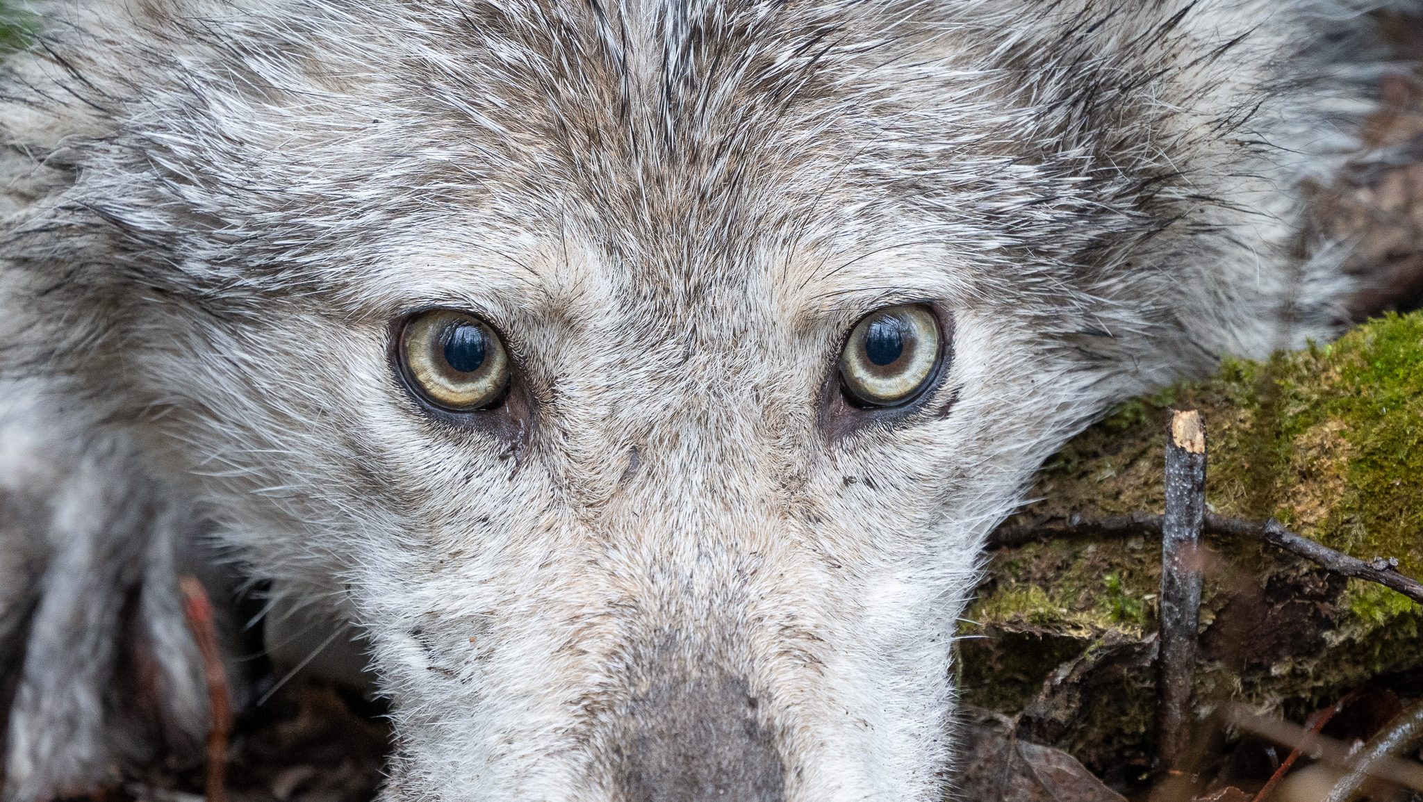 close up of wolf eyes looking at camera