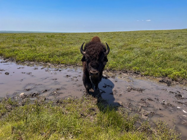 Quick and Dirty Guide to Bison as Keystone Species