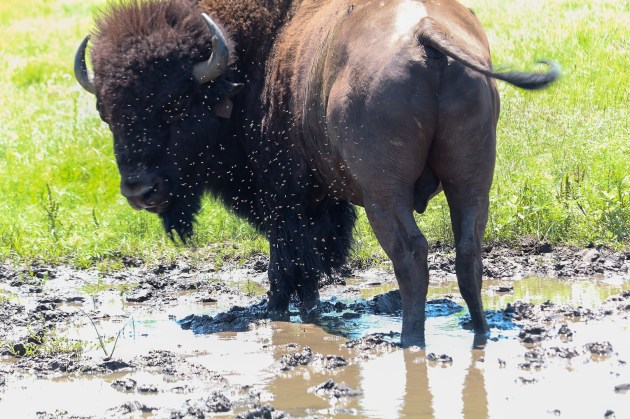 Quick and Dirty Guide to Bison as Keystone Species