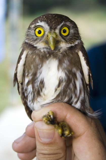 Climate Change Might Be Literally Changing Birds