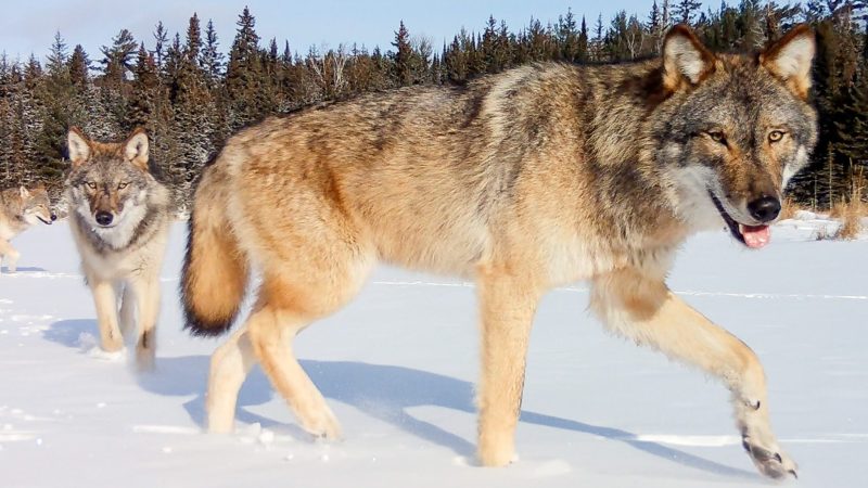 Hunting Wolves Predator Predator at the Pond: The Backstory of Wolves Ambushing Beavers