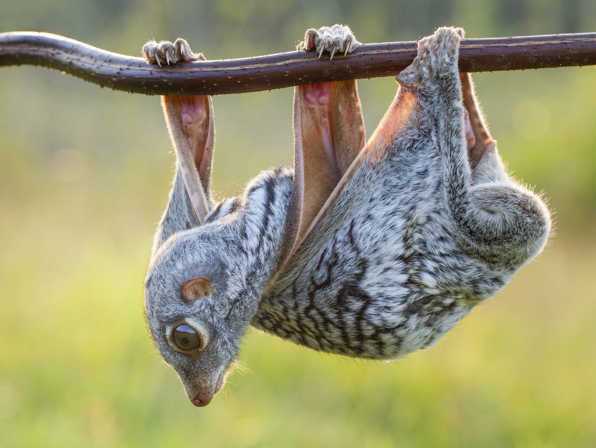 lemur hanging upsidedown from a branch