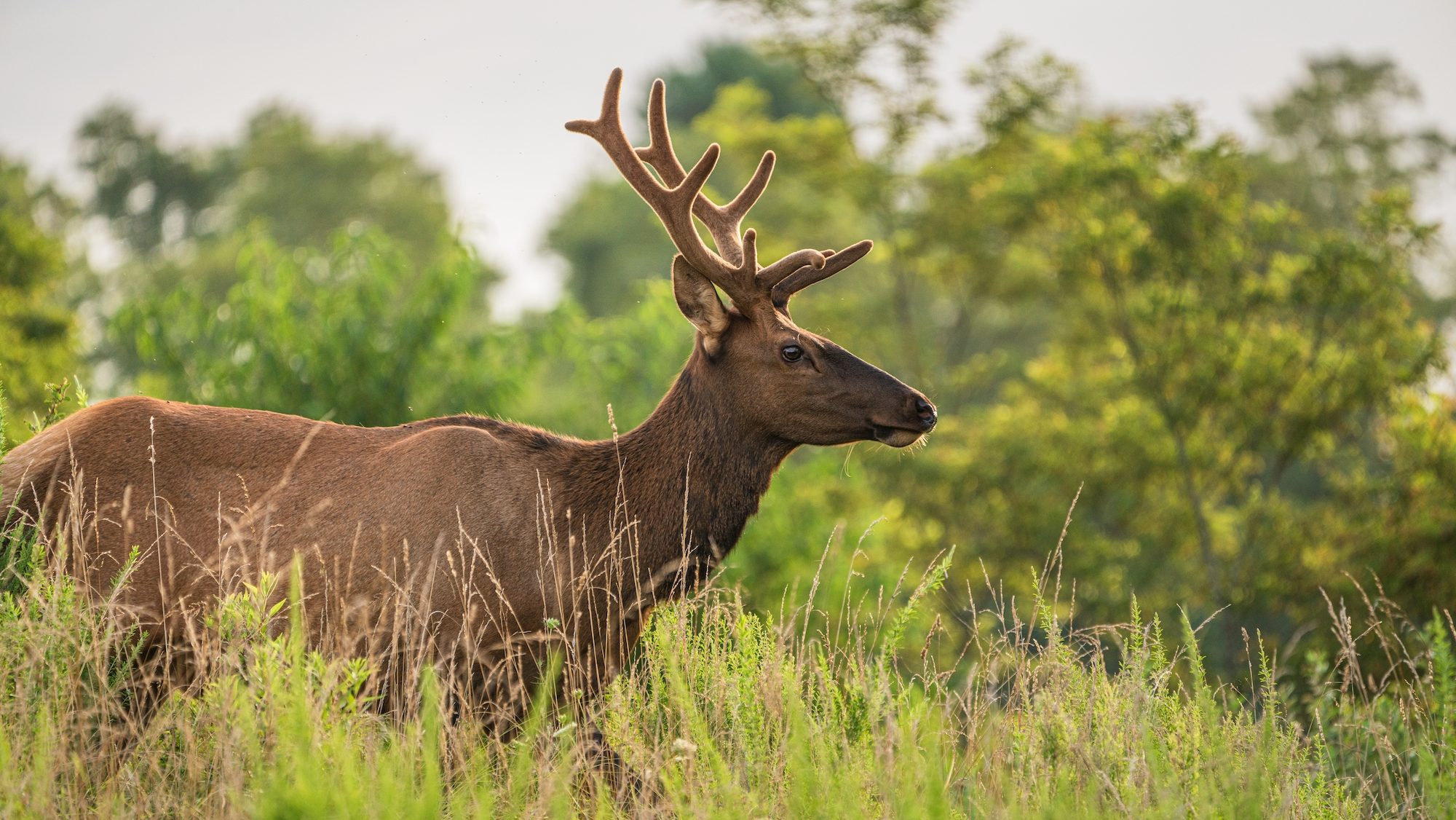 elk wading through thick green grass