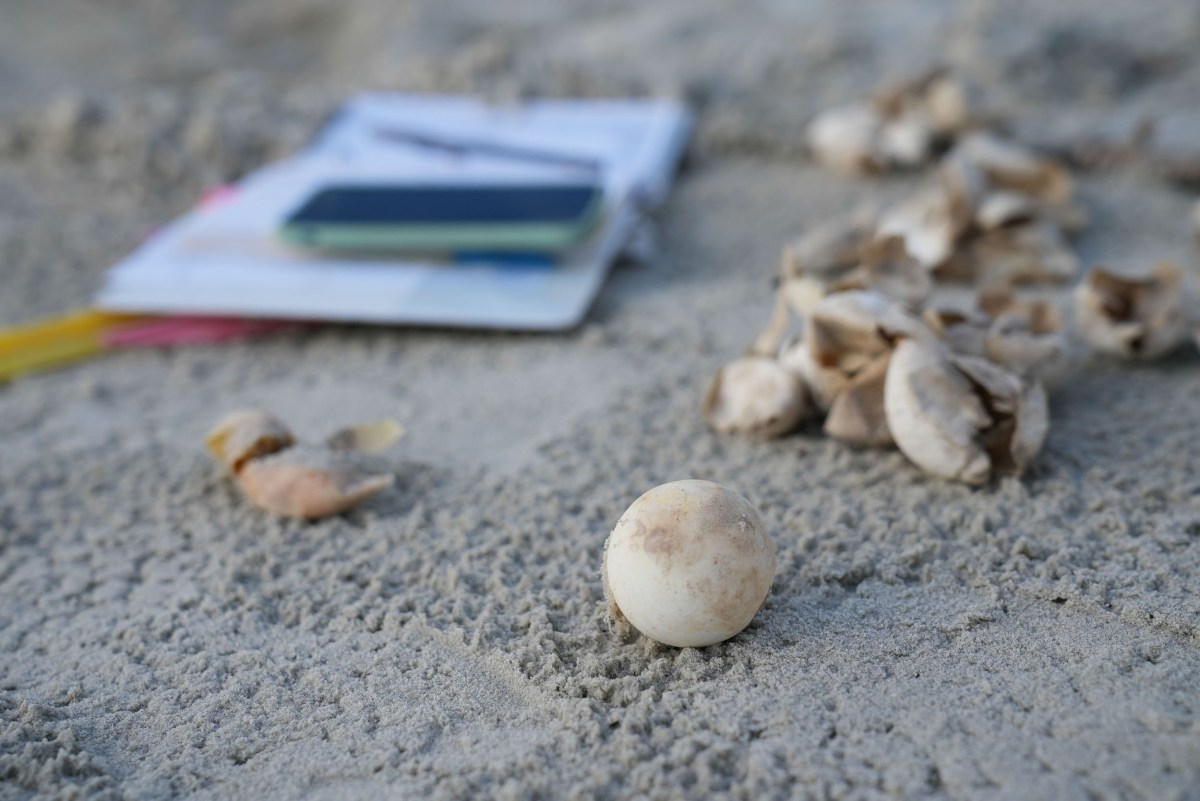 clipboard and turtle eggs on the sand