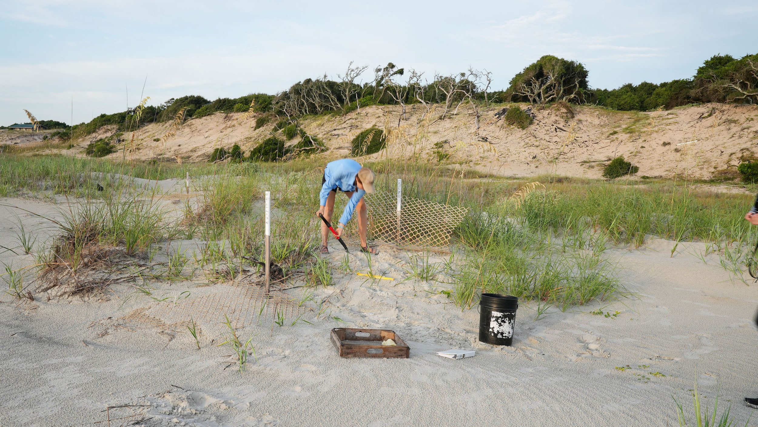 woman digging near a turtle nest on the dunes