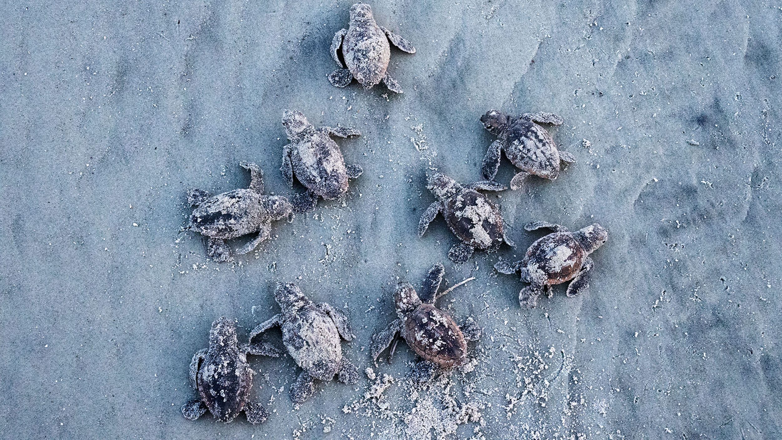 baby turtles on the sand