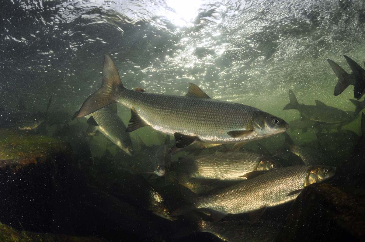 A group of silver-sided fish swim through grayish-green water.