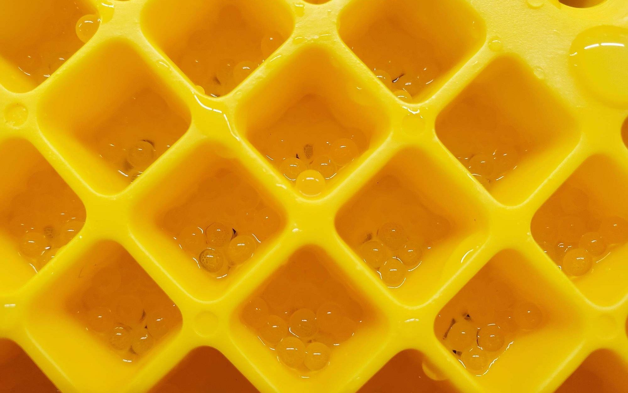 Yellow egg mat with honeycomb-like structure housing multiple small, clear fish eggs.