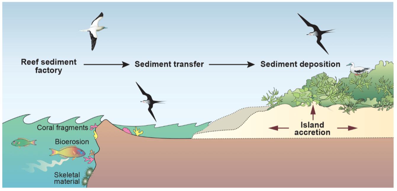 Coral Atolls are Not a Lost Cause - Cool Green Science