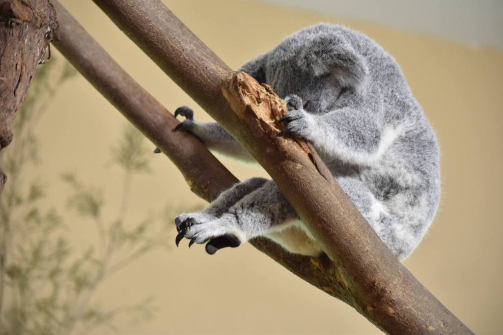koala asleep in between two branches