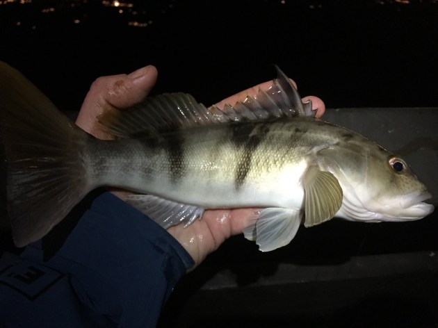 Can someone please help me identify this fish, I was thinking its a lizard  fish. : r/saltwaterfishing