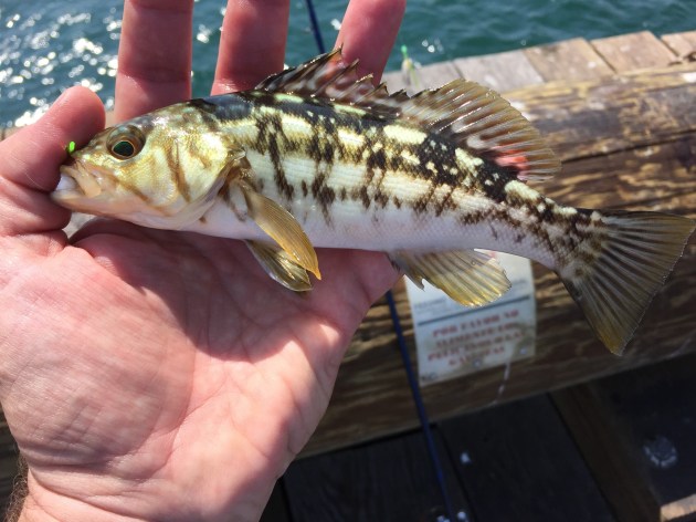 mans hand holding a fish with brown stripes