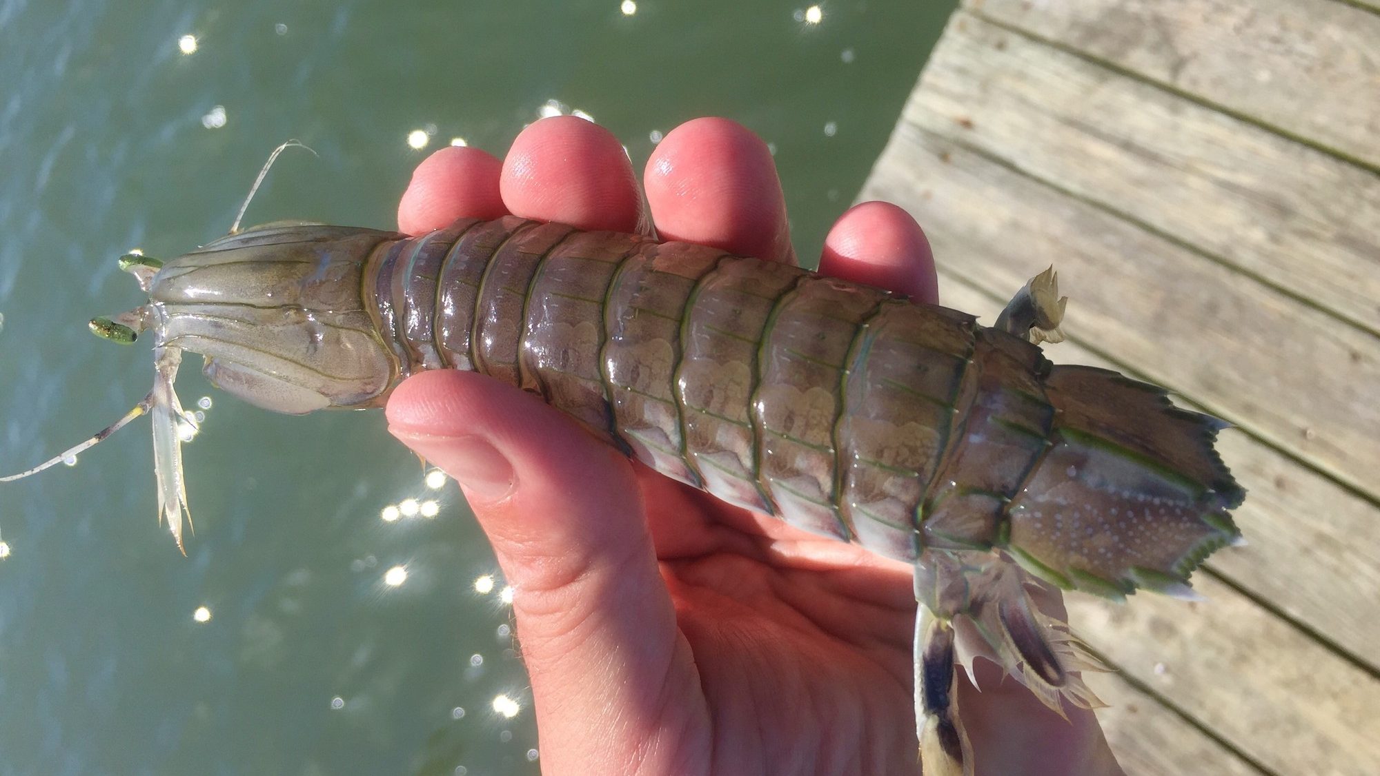 hand holding a large shrimp over a dock