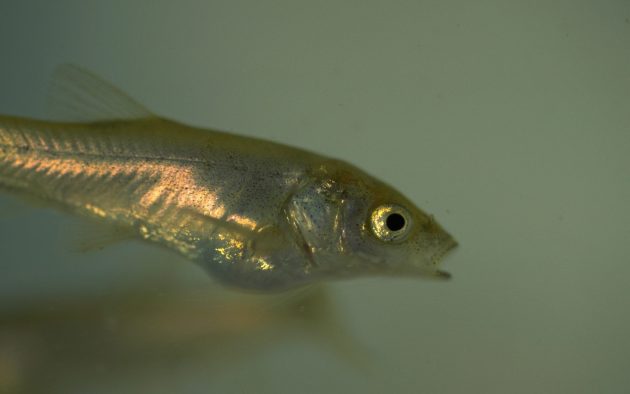 small fish in cloudy water