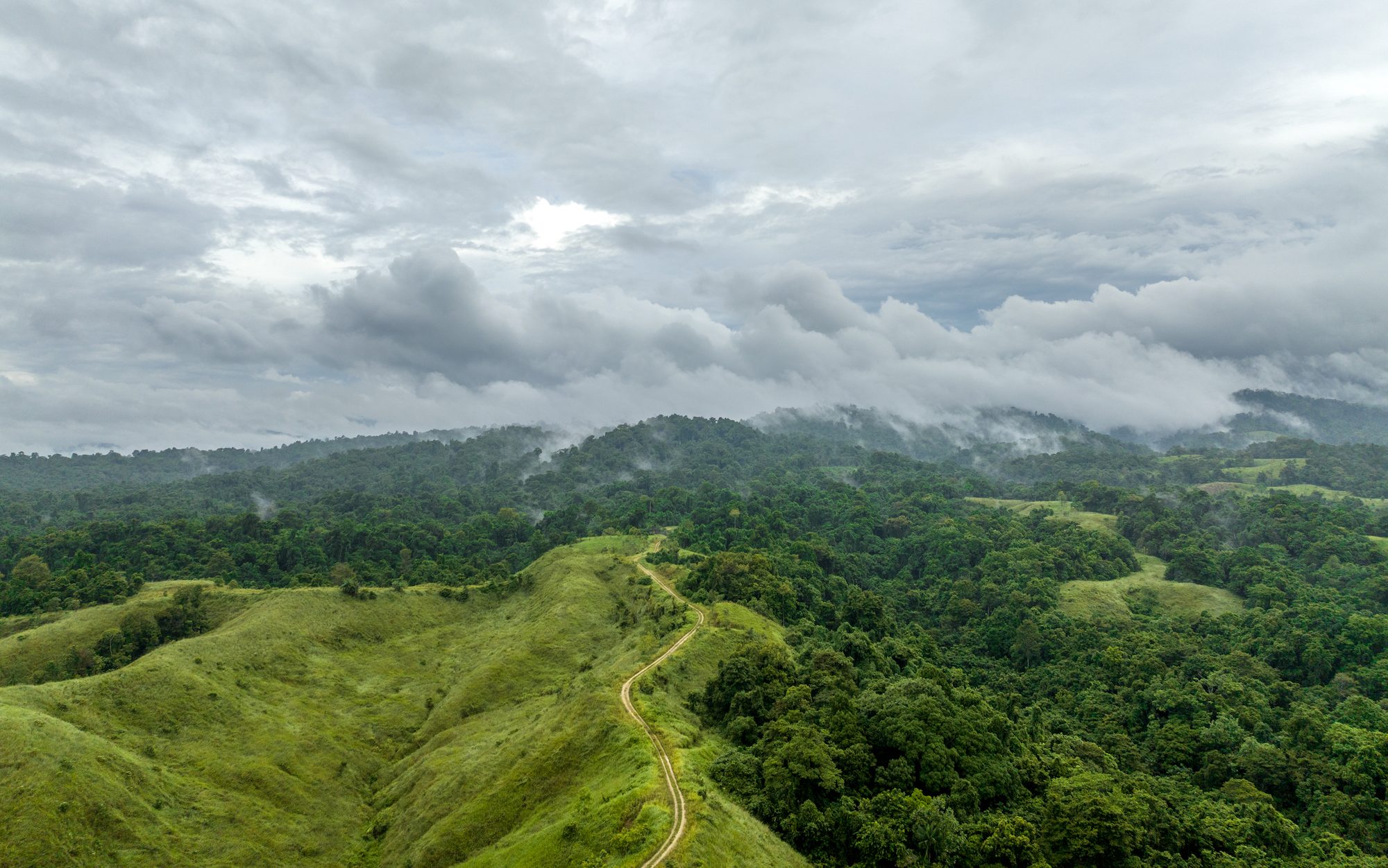 Aerial view of a road created by a logging company and the surrounding land that they cleared. 