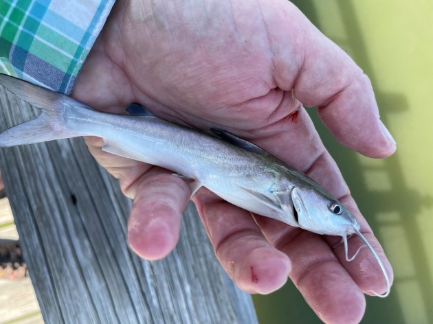 mans hand holding a fish