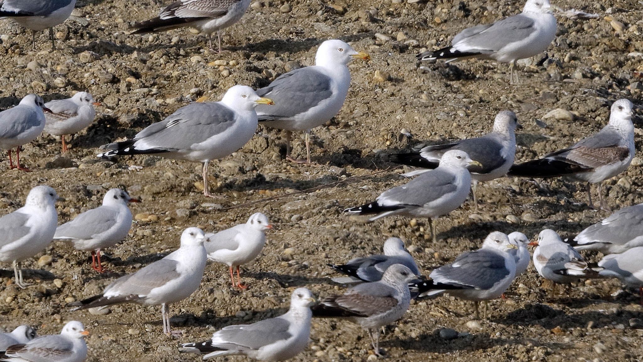 flock of different gulls on the ground