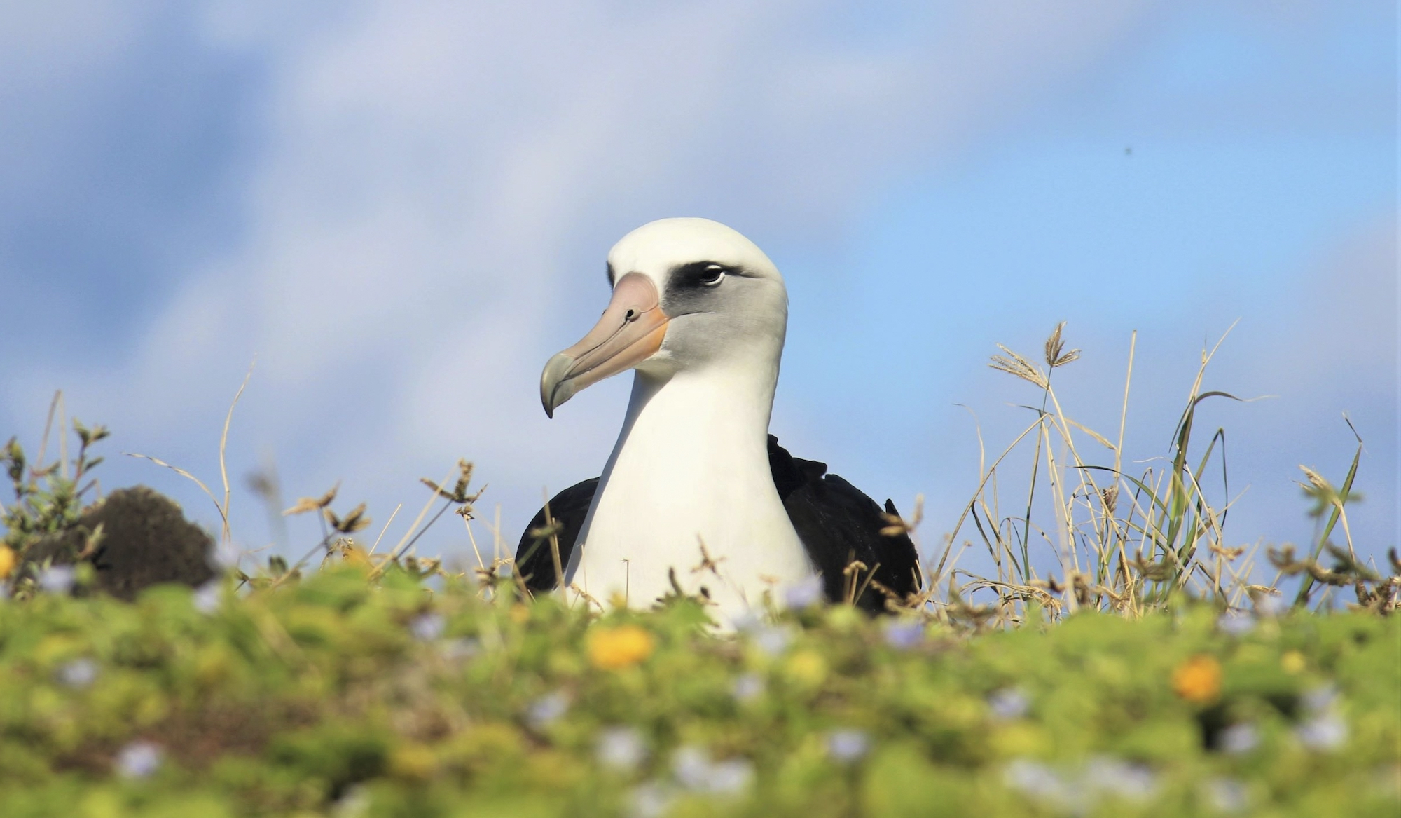 Running the Numbers on Global Seabird Restoration - Cool Green Science